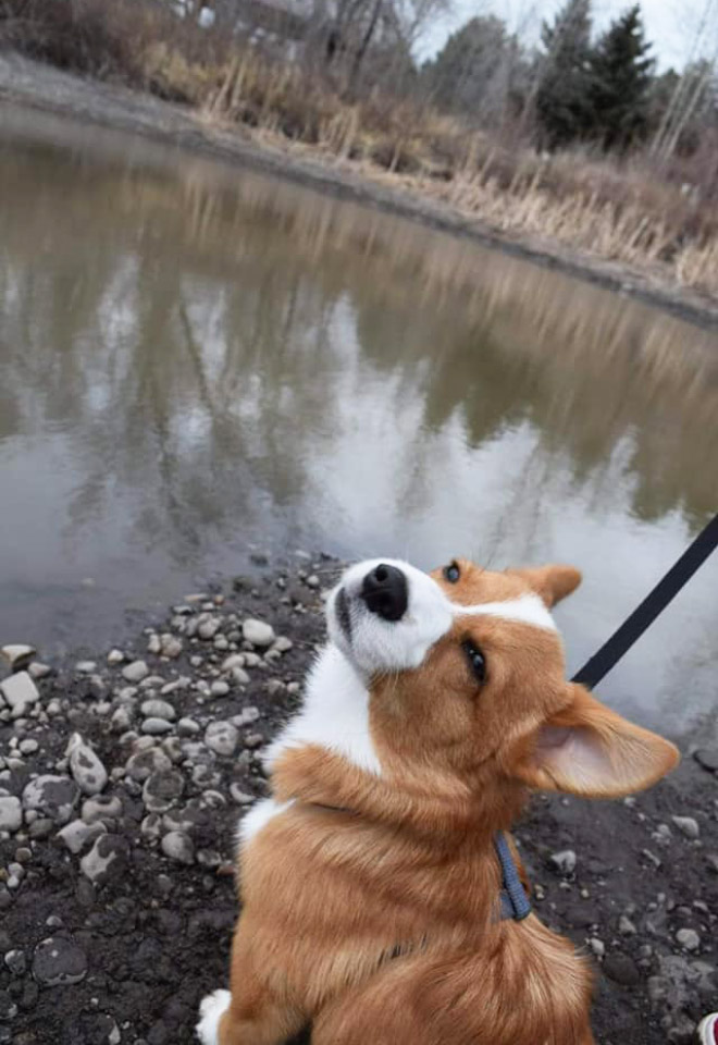 There’s an Online Community “Disapproving Corgis” Made To Enjoy ...