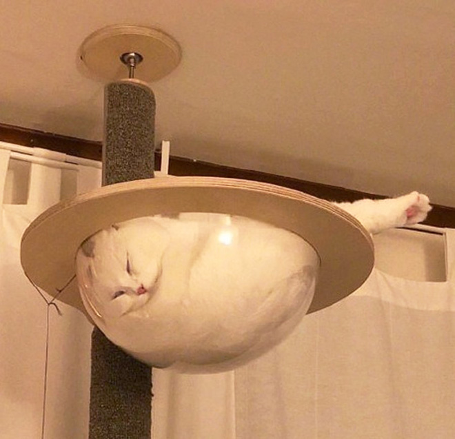 Cats can fall asleep anywhere.