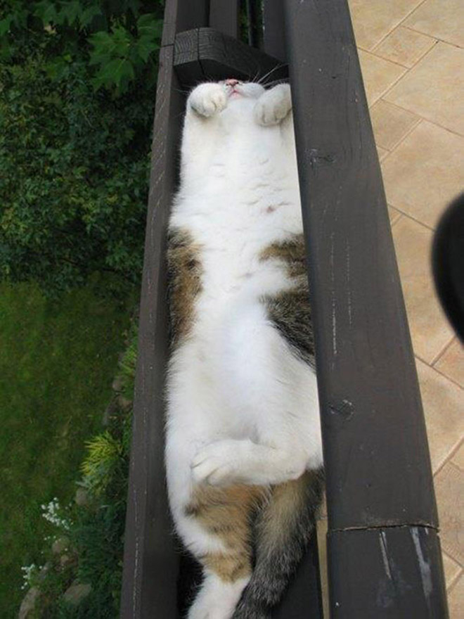 Cats can fall asleep anywhere.