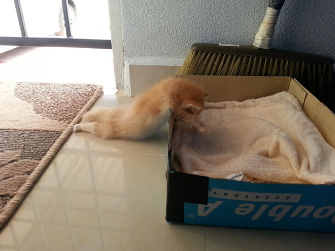 Cats can fall asleep anywhere.