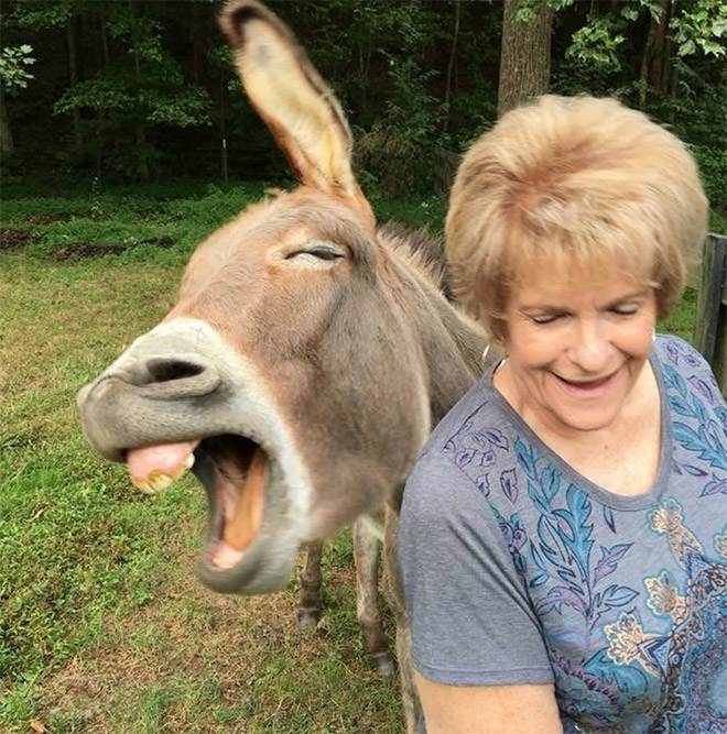 Laughing donkey.