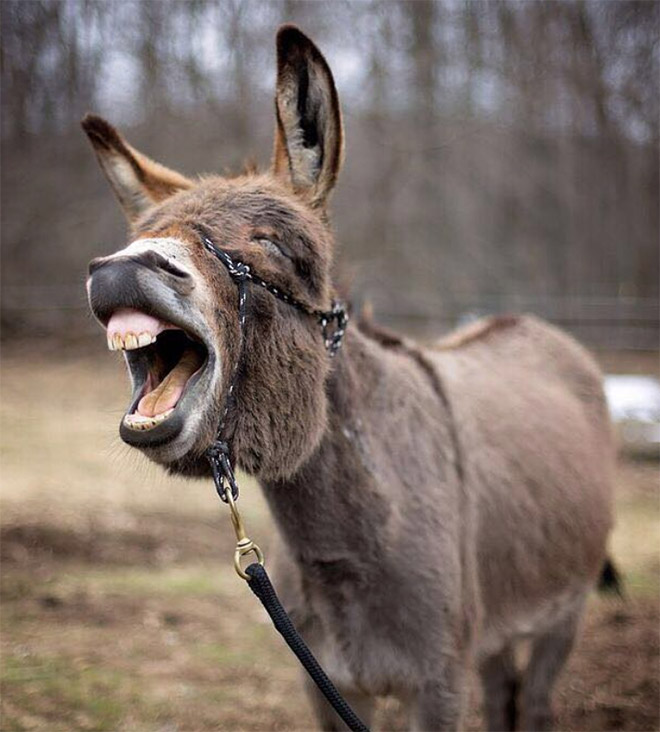 Funny Laughing Donkeys Stock Photo, Picture And Royalty, 41% OFF