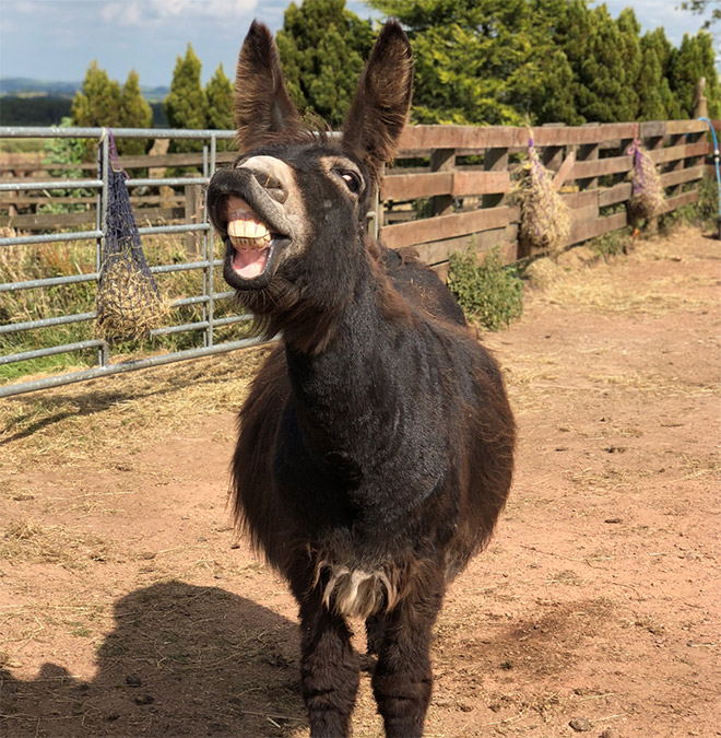 Laughing donkey.