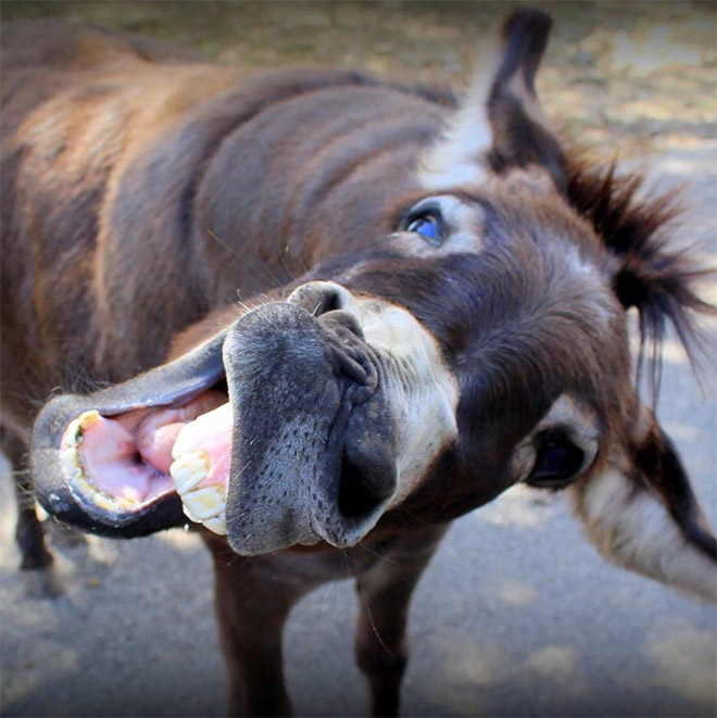 Laughing donkey.