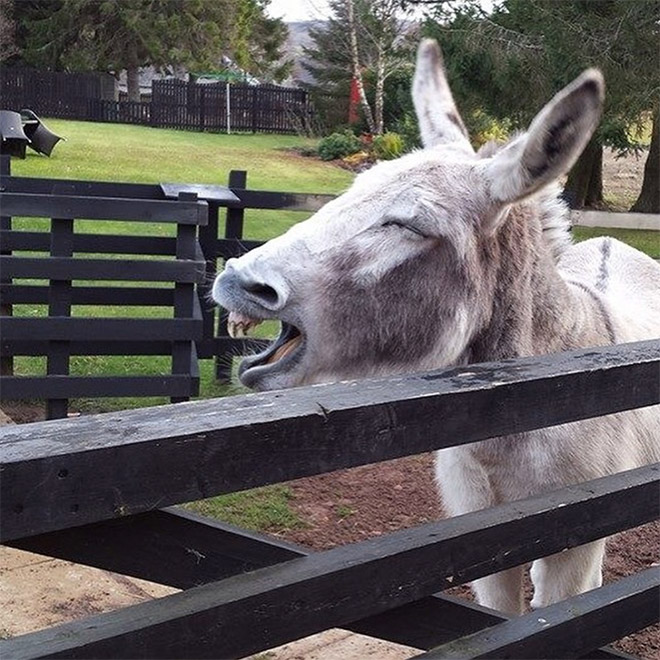 Laughing donkey.