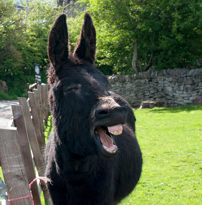 Laughing donkey.