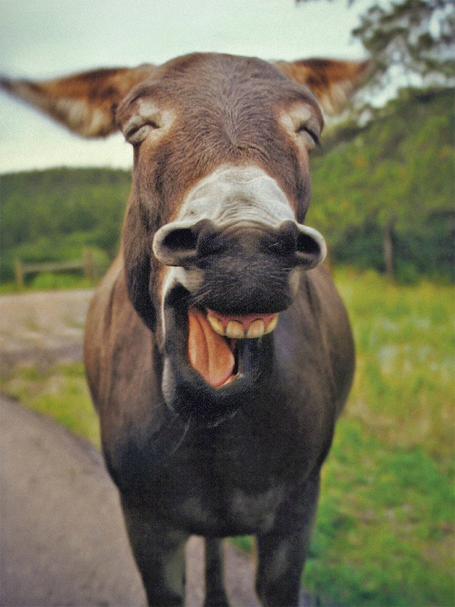 Laughing donkey.