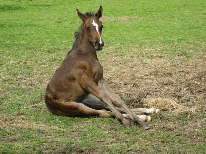 Did You Know That Some Horses Sit Like Dogs?