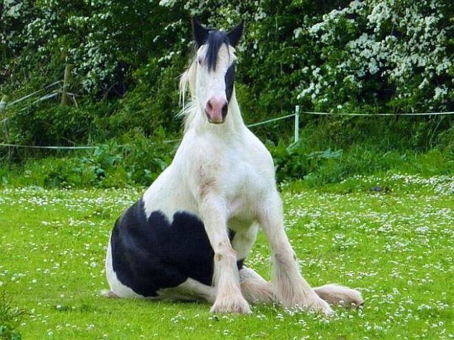 Awkwardly sitting horse.