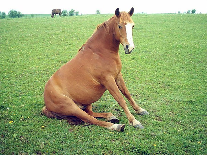 Awkwardly sitting horse.