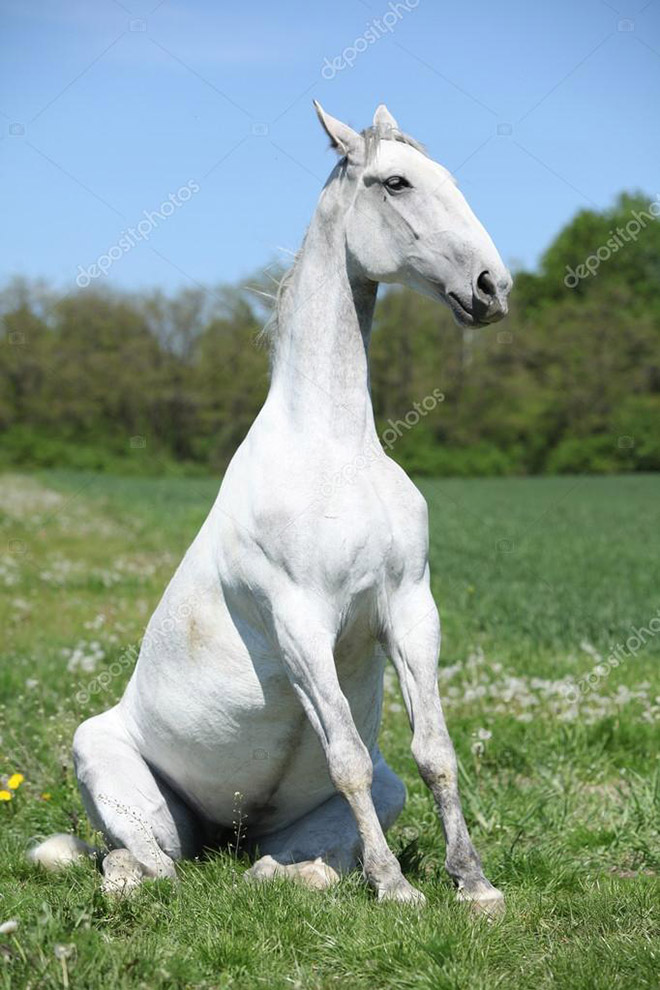 Awkwardly sitting horse.