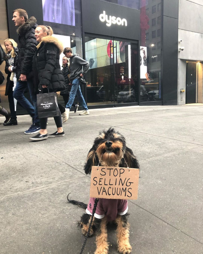 Brave dog protesting annoying things.