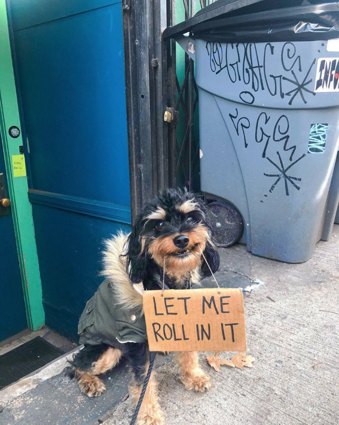 Brave dog protesting annoying things.