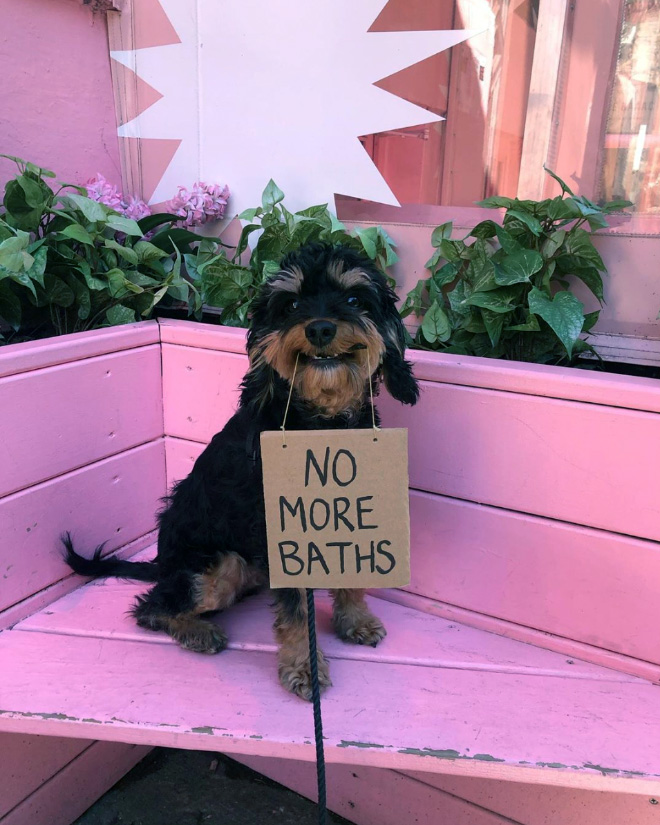 Brave dog protesting annoying things.