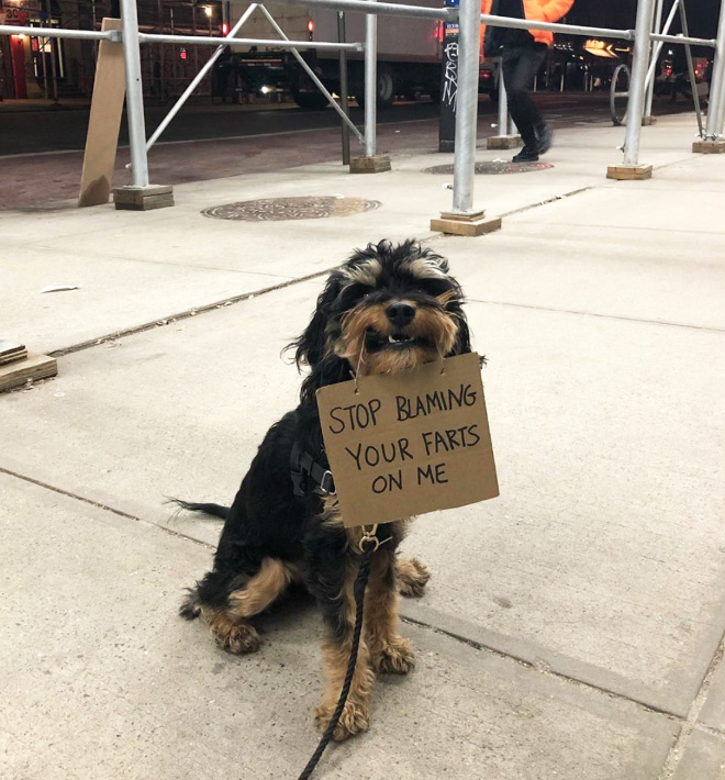 Brave dog protesting annoying things.