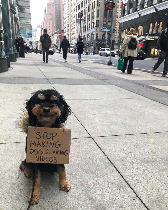 Brave dog protesting annoying things.