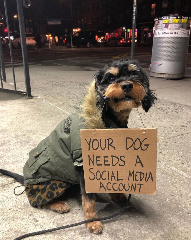 Brave dog protesting annoying things.