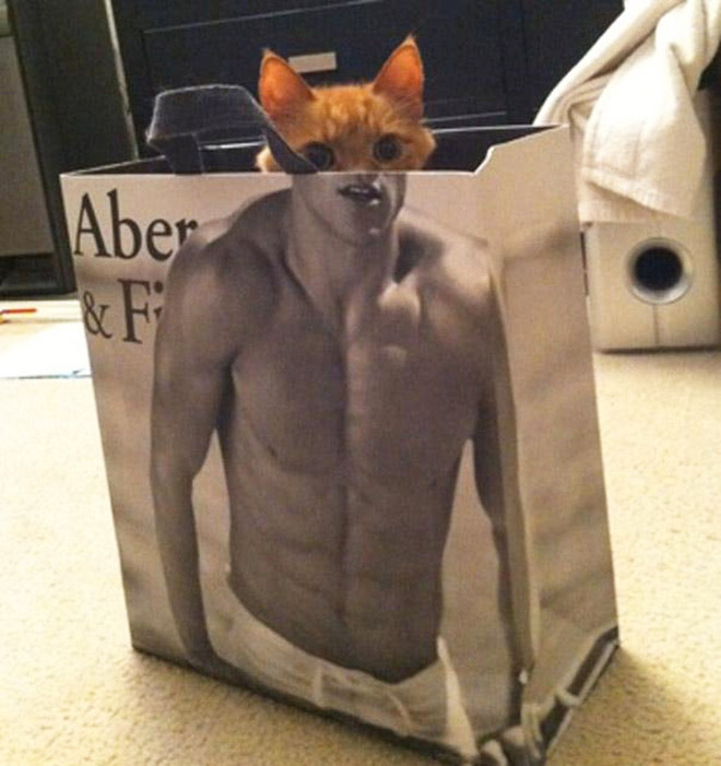 Cats Who Worked Out at Home And Got Ripped During Quarantine