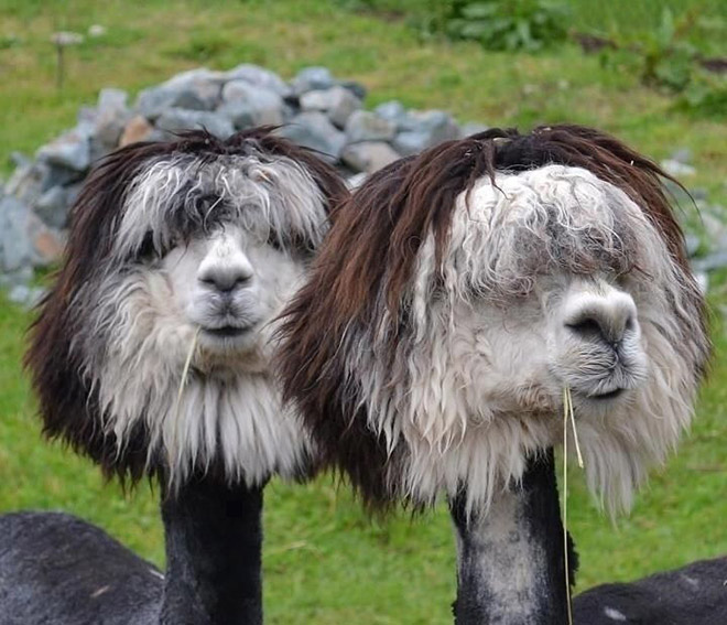 funny looking alpacas