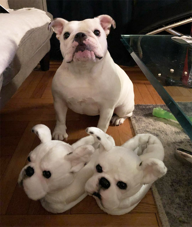 Ultra-realistic pet clone slippers.