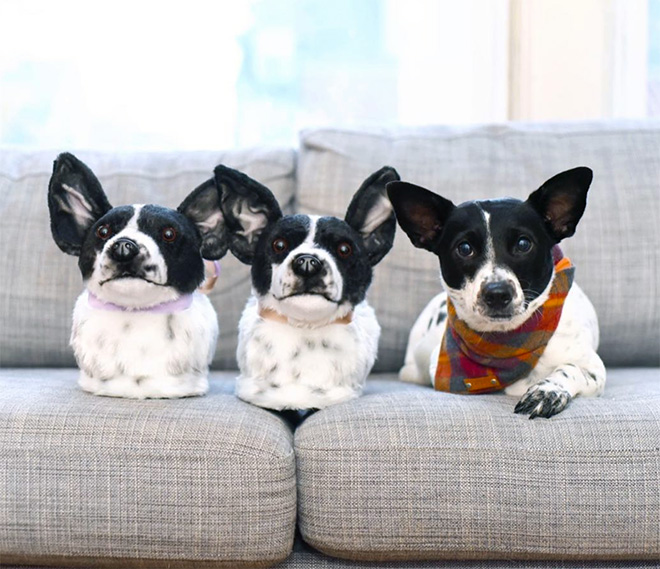 Ultra-realistic pet clone slippers.