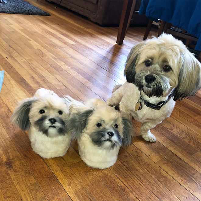 Ultra-realistic pet clone slippers.