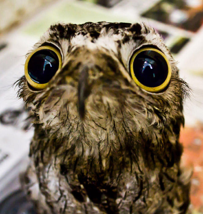 Potoo bird.