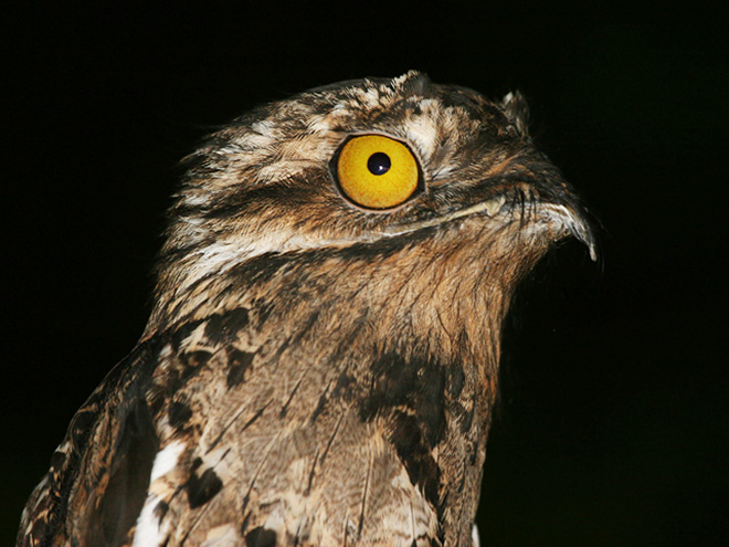 Potoo bird.