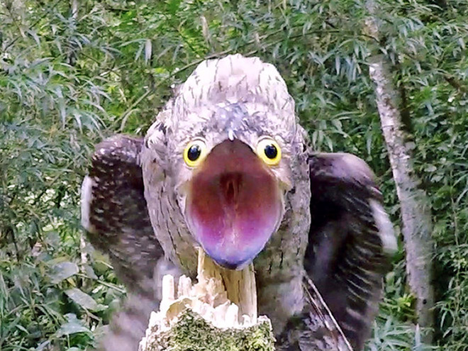 Potoo bird.