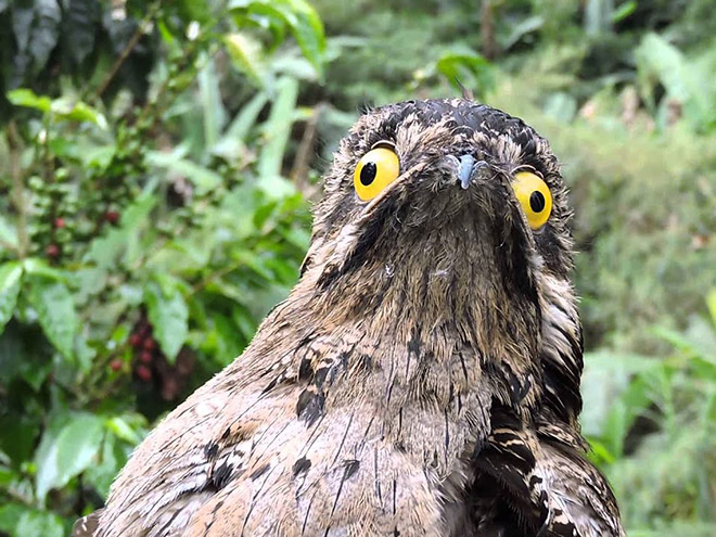 Potoo bird.