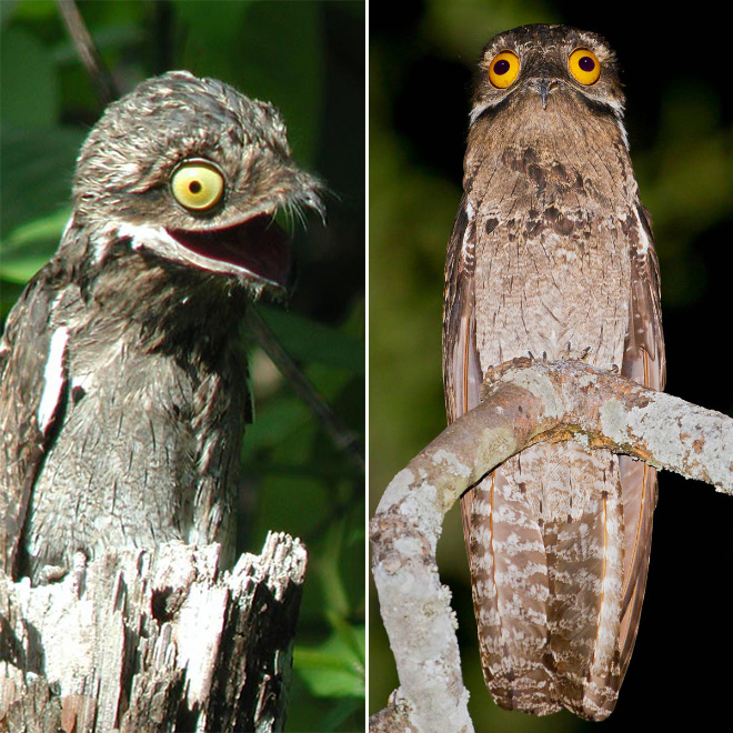 Potoo birds.