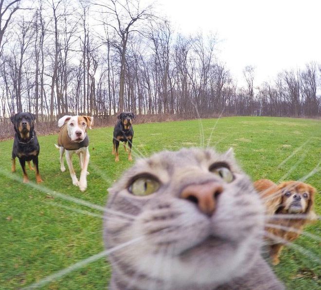 Cat taking a selfie.