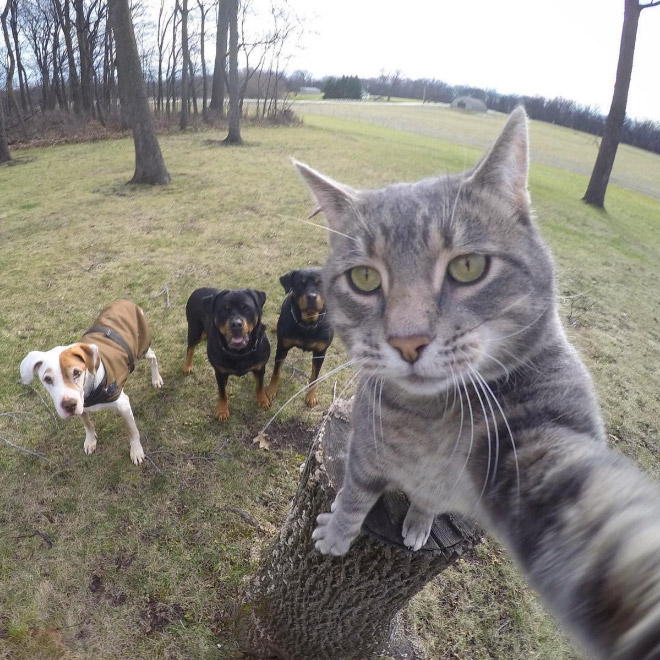 Cat taking a selfie.