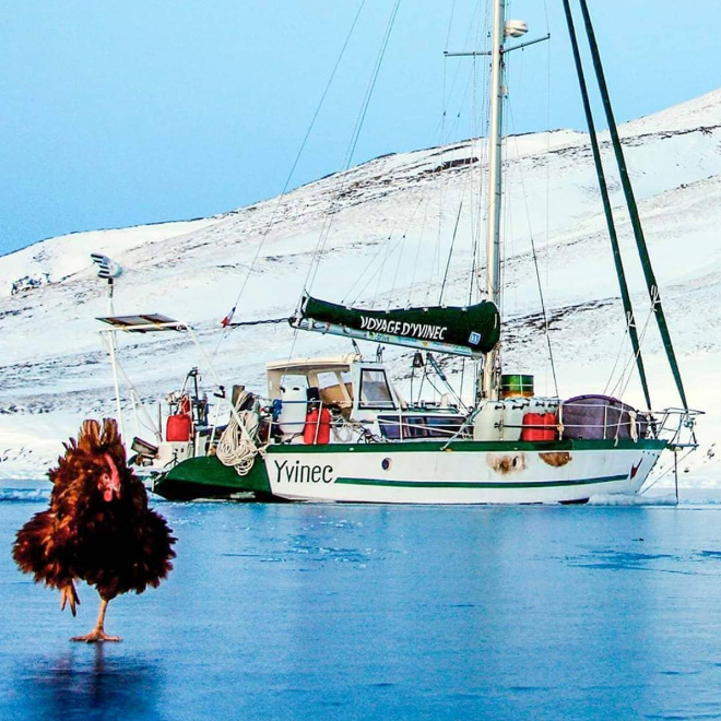 This guy sails around the world with his pet chicken.