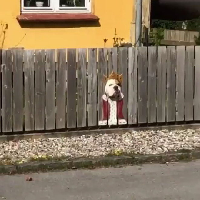 King of the fence.