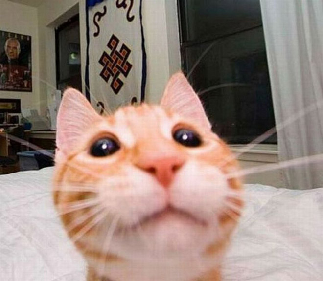 Front camera cat photo.