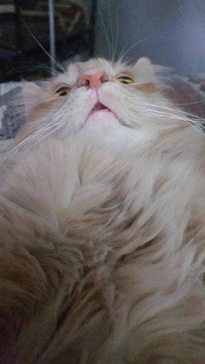 Front camera cat photo.