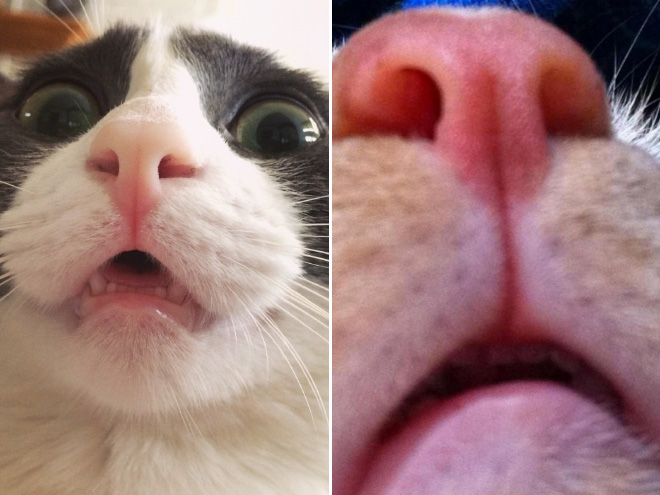 Front camera cat photo.