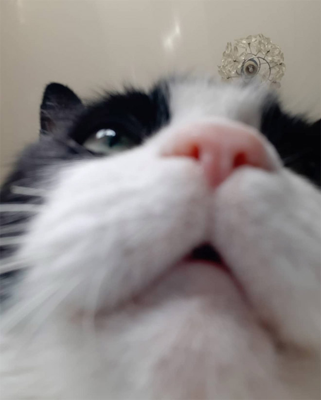 Front camera cat photo.