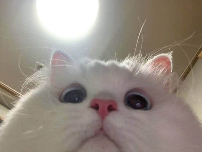 Front camera cat photo.