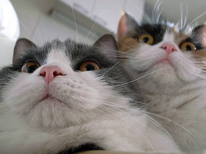 Front camera cat photo.