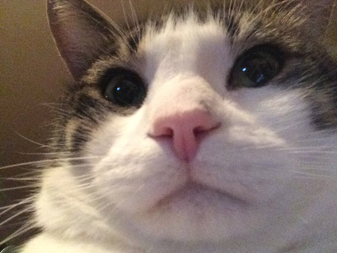 Front camera cat photo.