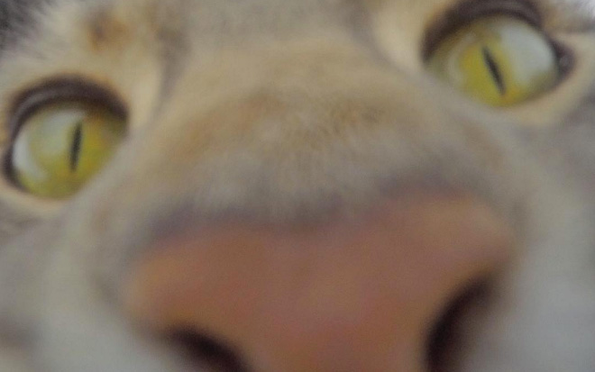 Front camera cat photo.