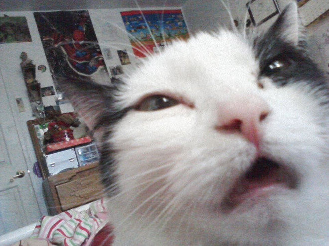 Front camera cat photo.