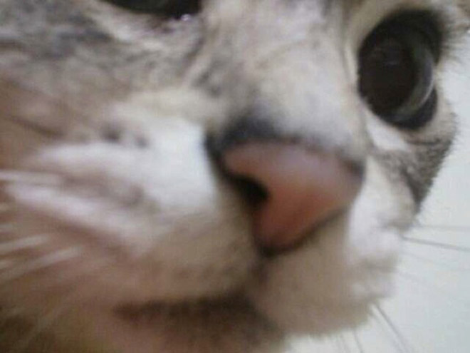 Front camera cat photo.