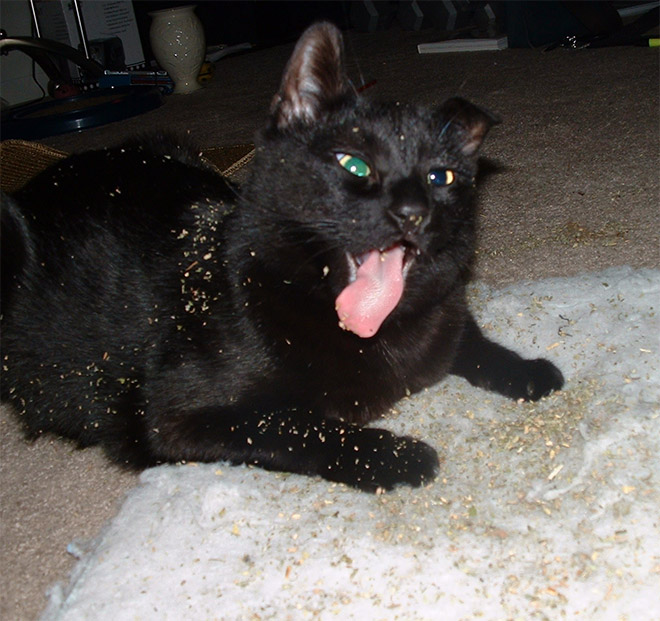 Cat on catnip.