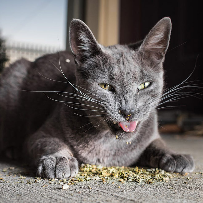 Cat on catnip.