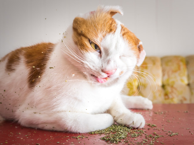 Cat on catnip.