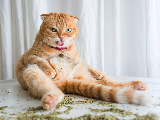 Cat on catnip.