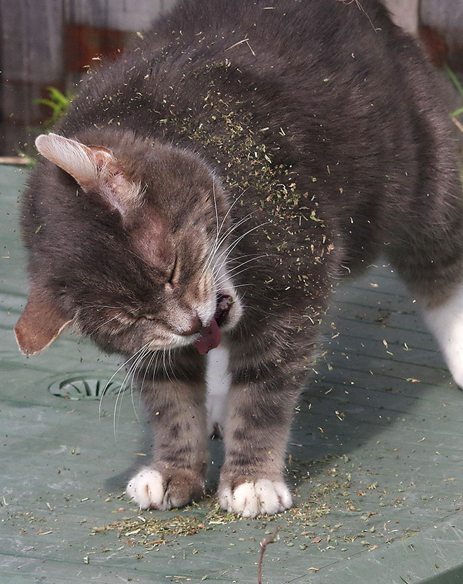 Cat on catnip.